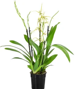 Dehner Orchideen > Spinnenorchidee - Brassia 'Fabian'