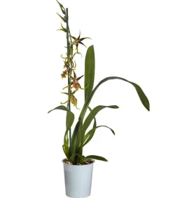 Dehner Orchideen - Spinnenorchidee - Brassia 'Mystic'