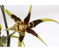 Dehner Orchideen - Spinnenorchidee - Brassia 'Mystic'