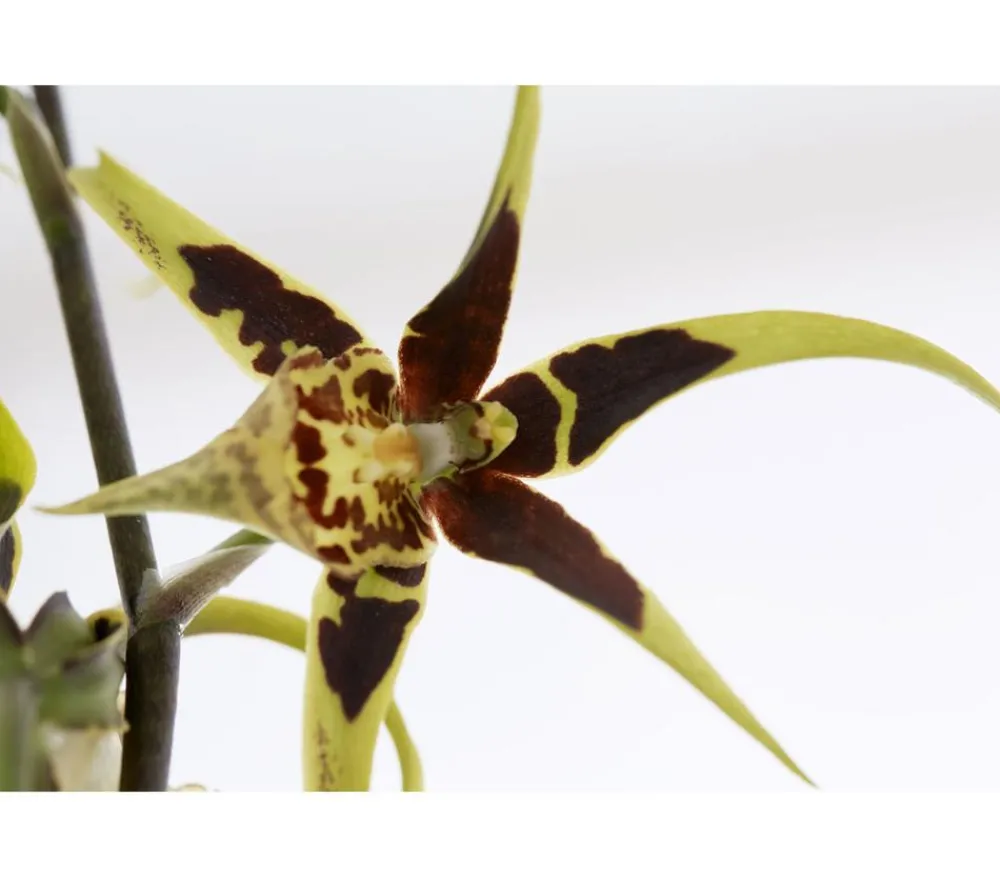 Dehner Orchideen - Spinnenorchidee - Brassia 'Mystic'