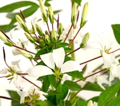 Dehner Terrassenpflanzen|Sommerblumen - Spinnenpflanze '' Weiß
