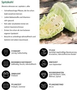 Dehner Spitzkohl, 6er Schale New