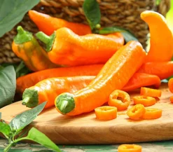 Dehner Peperoni- & Paprikapflanzen - Spitzpaprika, Orange