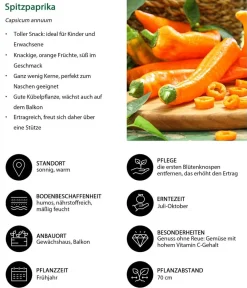 Dehner Peperoni- & Paprikapflanzen - Spitzpaprika, Orange