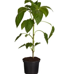 Dehner Peperoni- & Paprikapflanzen > Spitzpaprika,