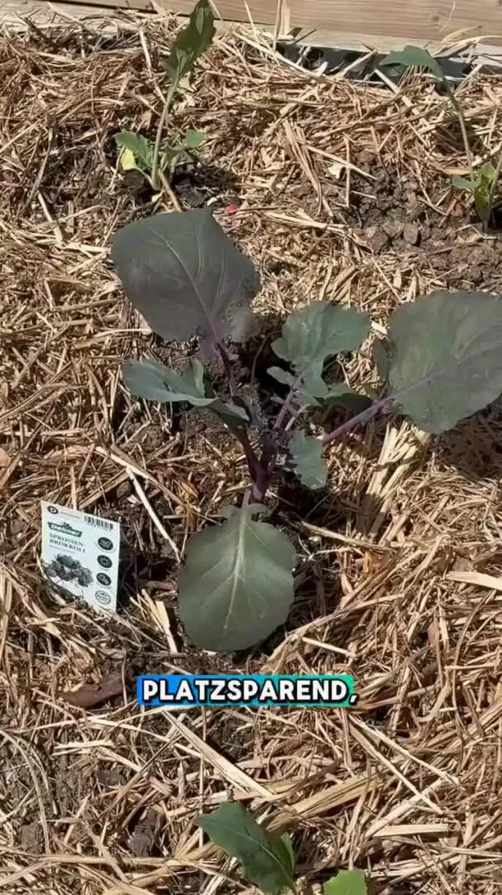 Dehner Gartengemüse - Sprossenbrokkoli