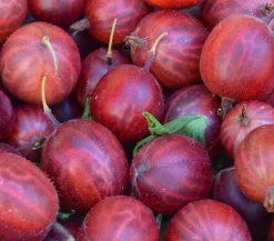 Dehner Stachel- & Johannisbeeren|Beerensträucher - Stachelbeere 'Hinnonmäki', Busch Rot