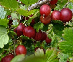 Dehner Stachelbeere 'Hinnonmäki', Stämmchen Rot Online