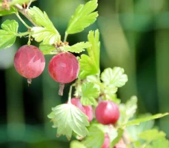 Dehner Stachelbeere 'Hinnonmäki', Stämmchen Rot New