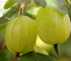 Dehner Stachelbeere 'Invicta', Busch Hellgrün New