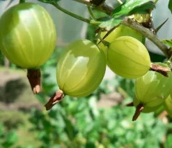 Dehner Stachelbeere 'Invicta', Stämmchen Hellgrün