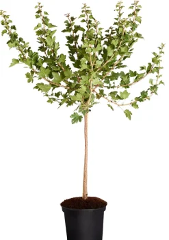 Dehner Stachel- & Johannisbeeren|Beerensträucher > Stachelbeere 'Spinefree'