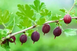 Dehner Stachelbeere 'Spinefree' Rot Outlet