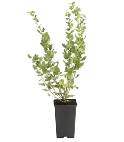 Dehner Stachelbeere 'Spinefree' Rot Outlet