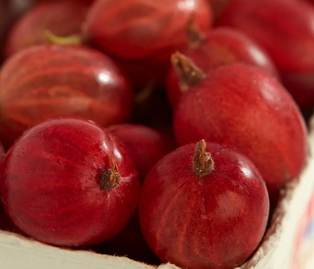Dehner Stachel- & Johannisbeeren|Beerensträucher - Stachelbeere 'Spinefree' Rot