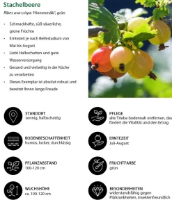Dehner Beeren-Sets|Stachel- & Johannisbeeren - Stachelbeer-Set Aromabeeren, 3-teilig