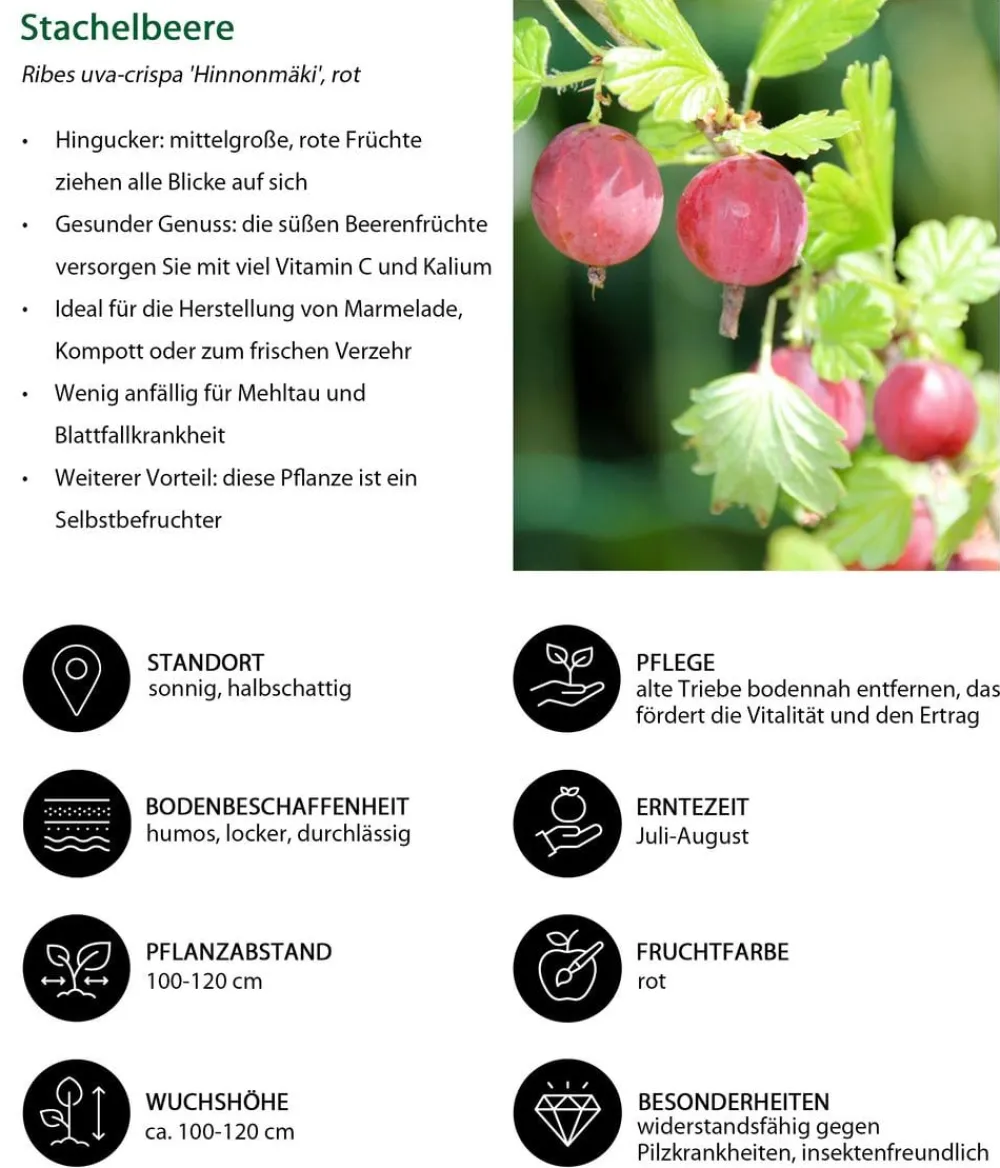 Dehner Beeren-Sets|Stachel- & Johannisbeeren - Stachelbeer-Set Aromabeeren, 3-teilig