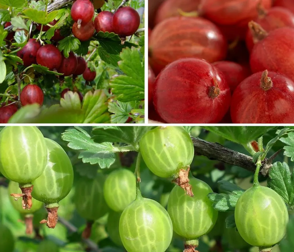 Dehner Beeren-Sets|Stachel- & Johannisbeeren - Stachelbeer-Set Aromabeeren, 3-teilig