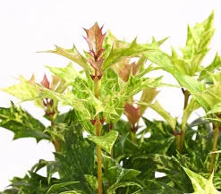 Dehner Laubgehölze|Blühende Sträucher - Stachelblättrige Duftblüte 'Tricolor'