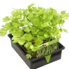 Dehner Gartengemüse|Küchenkräuter - Stangensellerie, 12er Schale