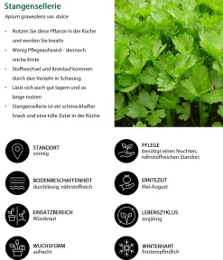 Dehner Gartengemüse|Küchenkräuter - Stangensellerie, 12er Schale