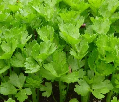 Dehner Gartengemüse|Küchenkräuter - Stangensellerie, 12er Schale
