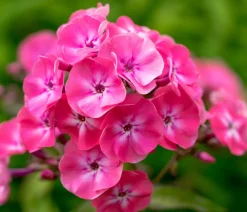 Dehner Sommerstauden > Stauden-Phlox, verschiedene Sorten