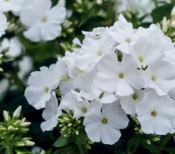Dehner Sommerstauden > Stauden-Phlox, verschiedene Sorten