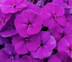 Dehner Sommerstauden > Stauden-Phlox, verschiedene Sorten