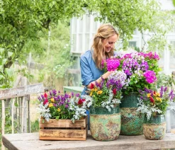Dehner Sommerstauden > Stauden-Phlox, verschiedene Sorten