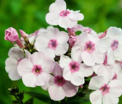Dehner Sommerstauden > Stauden-Phlox, verschiedene Sorten