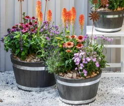 Dehner Sommerstauden > Stauden-Phlox, verschiedene Sorten
