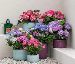 Dehner Sommerstauden > Stauden-Phlox, verschiedene Sorten