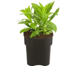 Dehner Stauden-Phlox, verschiedene Sorten Outlet