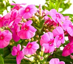 Dehner Sommerstauden - Stauden-Phlox, verschiedene Sorten