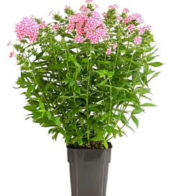 Dehner Sommerstauden - Stauden-Phlox, verschiedene Sorten