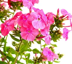 Dehner Sommerstauden - Stauden-Phlox, verschiedene Sorten