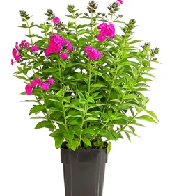 Dehner Sommerstauden - Stauden-Phlox, verschiedene Sorten