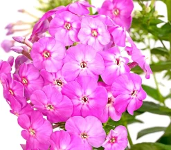 Dehner Sommerstauden - Stauden-Phlox, verschiedene Sorten