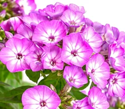 Dehner Sommerstauden - Stauden-Phlox, verschiedene Sorten