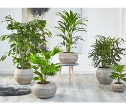 Dehner Steckenpalme - Rhapis excelsa Dunkelgrün Sale
