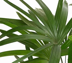 Dehner Steckenpalme - Rhapis excelsa Dunkelgrün Sale