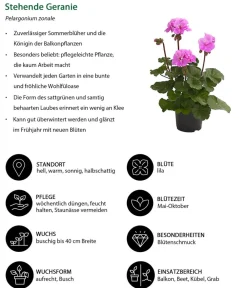 Dehner Geranien|Sommerblumen > Stehende Geranie
