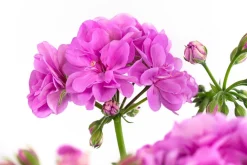 Dehner Geranien|Sommerblumen > Stehende Geranie