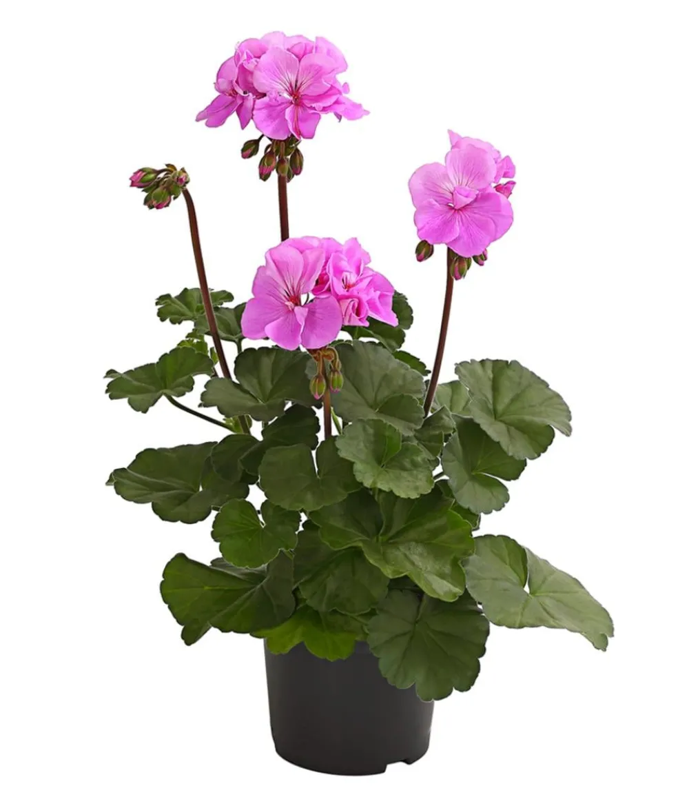 Dehner Geranien|Sommerblumen > Stehende Geranie