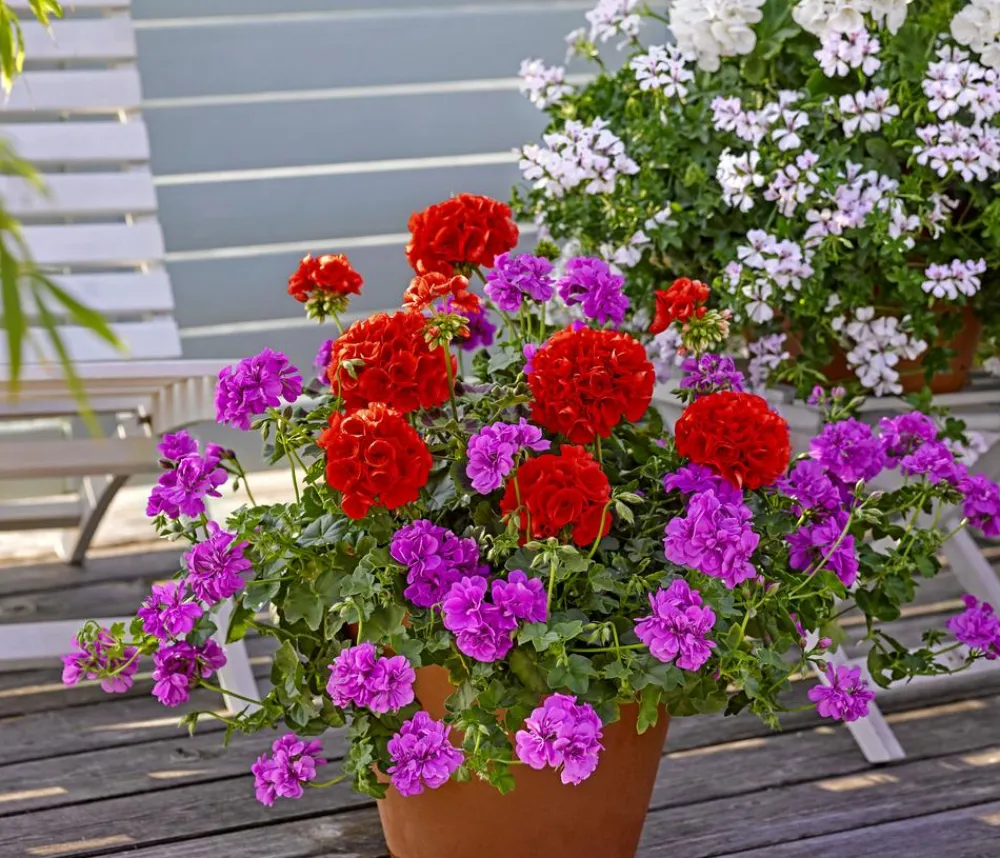 Dehner Geranien|Sommerblumen > Stehende Geranie