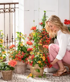 Dehner Geranien|Sommerblumen > Stehende Geranie,