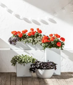 Dehner Geranien|Sommerblumen > Stehende Geranie,