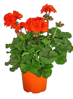 Dehner Geranien|Sommerblumen > Stehende Geranie,