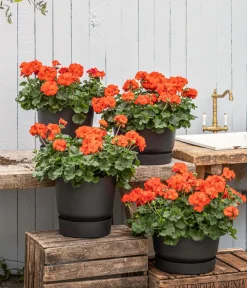 Dehner Geranien|Sommerblumen > Stehende Geranie,